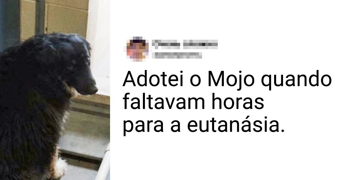 16 Fotos que mostram como mudaram os animais desabrigados que foram cercados de amor e carinho