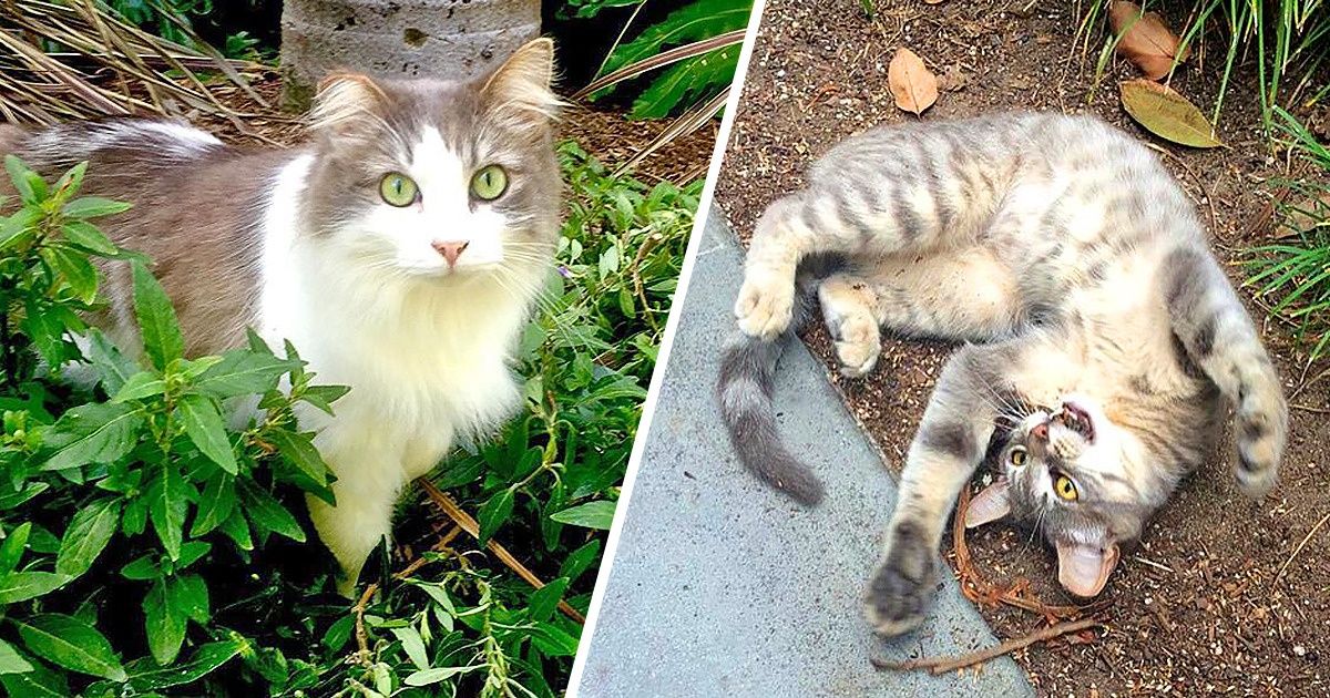 O exército de gatos que protege a Disneylândia de todo tipo de pragas O exército de gatos que protege a Disneylândia de todo tipo de pragas