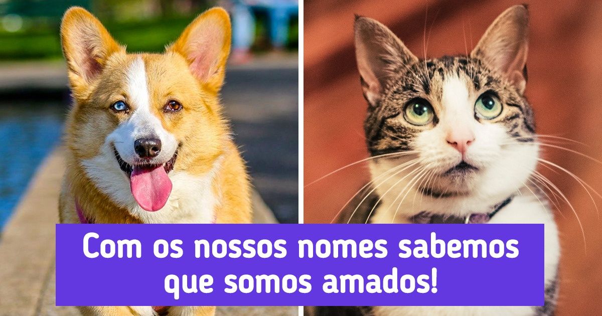 30 Nomes em 15 idiomas para cães e gatos que significam “amor”