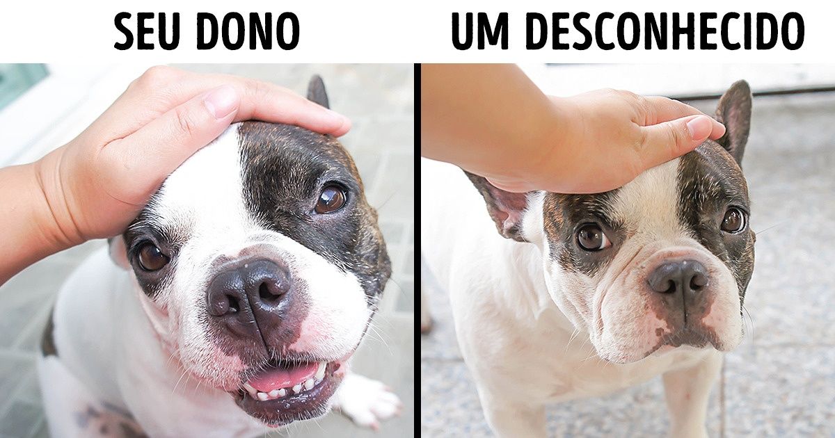10 Ações humanas que desagradam os cachorros