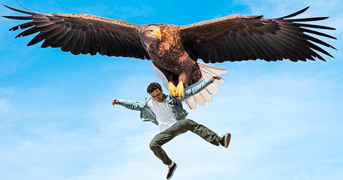 Quanto peso os pássaros conseguem levantar?