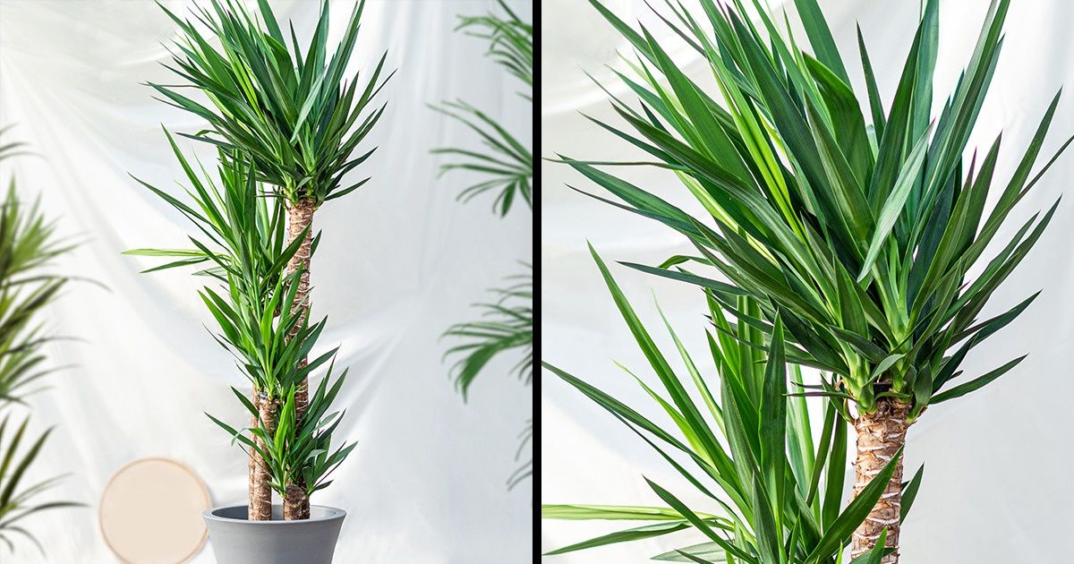 15 Plantas indicadas para quem vive esquecendo de regá-las 15 Plantas indicadas para quem vive esquecendo de regá-las