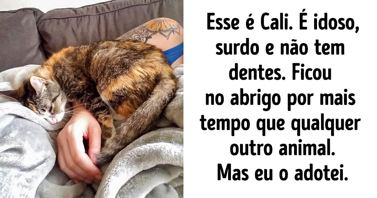 23 Histórias emocionantes sobre pets cheias de amor e de drama