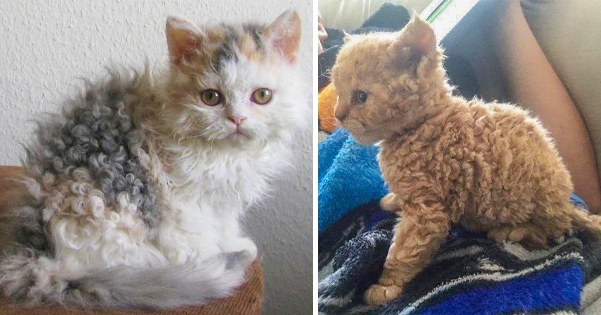 18 “Gatos-poodle” que usarão os cachinhos para conquistar seu coração 18 “Gatos-poodle” que usarão os cachinhos para conquistar seu coração