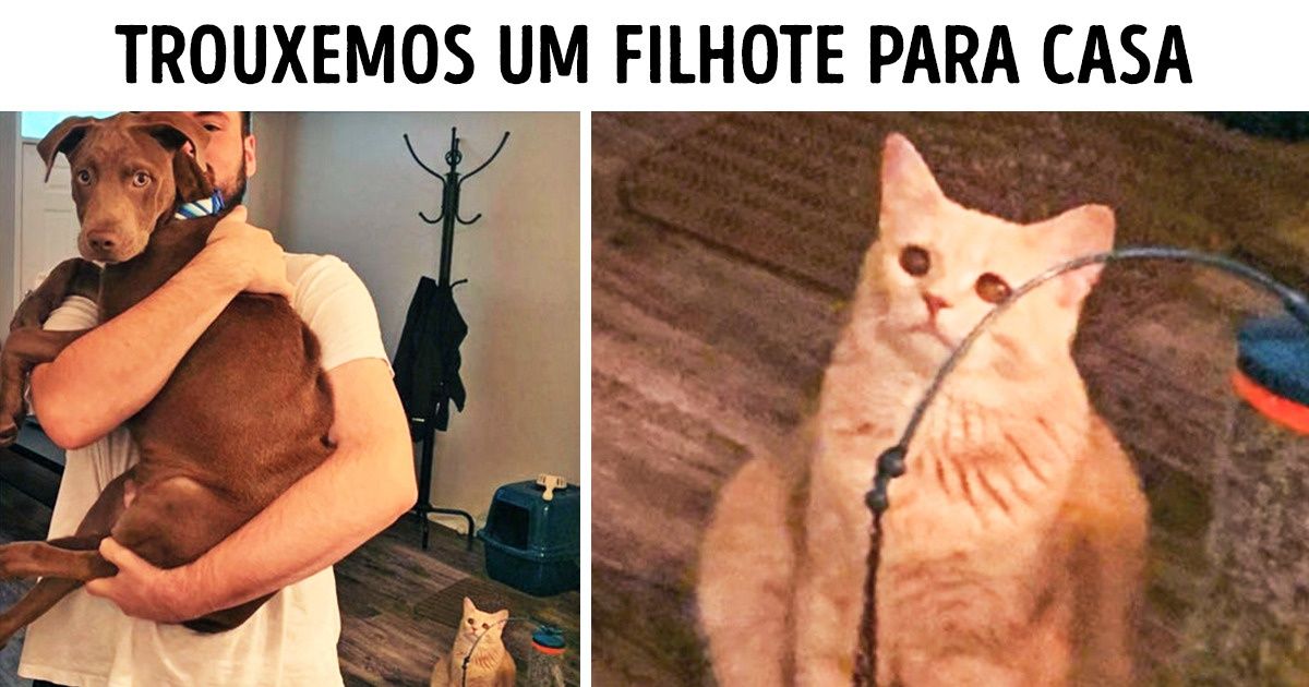 20 Animaizinhos que passaram por pequenos dramas da vida