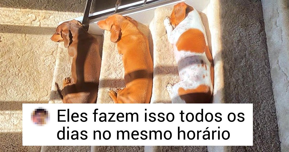20+ Bichinhos de estimação que sabem conquistar qualquer espaço (inclusive o do seu coração)