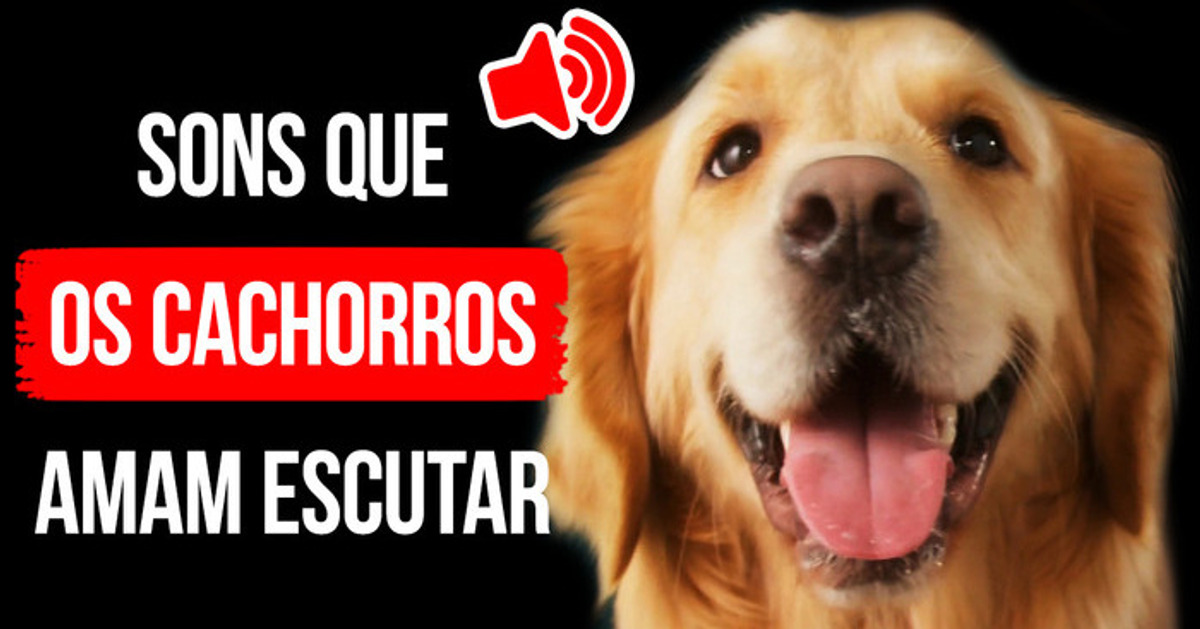 Por que os cães gostam de brinquedos barulhentos, mas não de fogos de artifício
