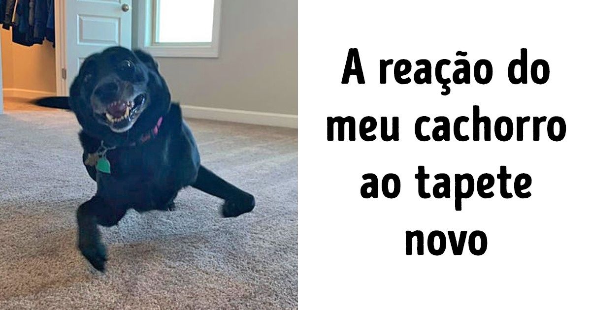 20 Cães com emoções tão intensas que quase podem ser sentidas através da tela
