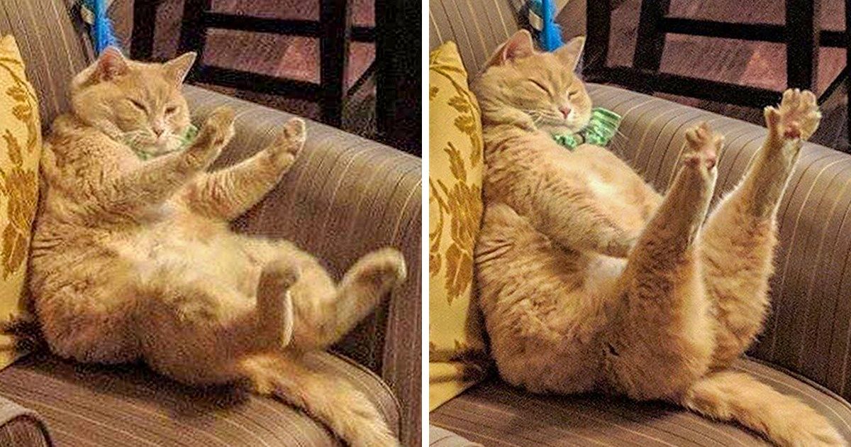 20 Gatos que sabem muito bem como aproveitar o seu minuto de fama