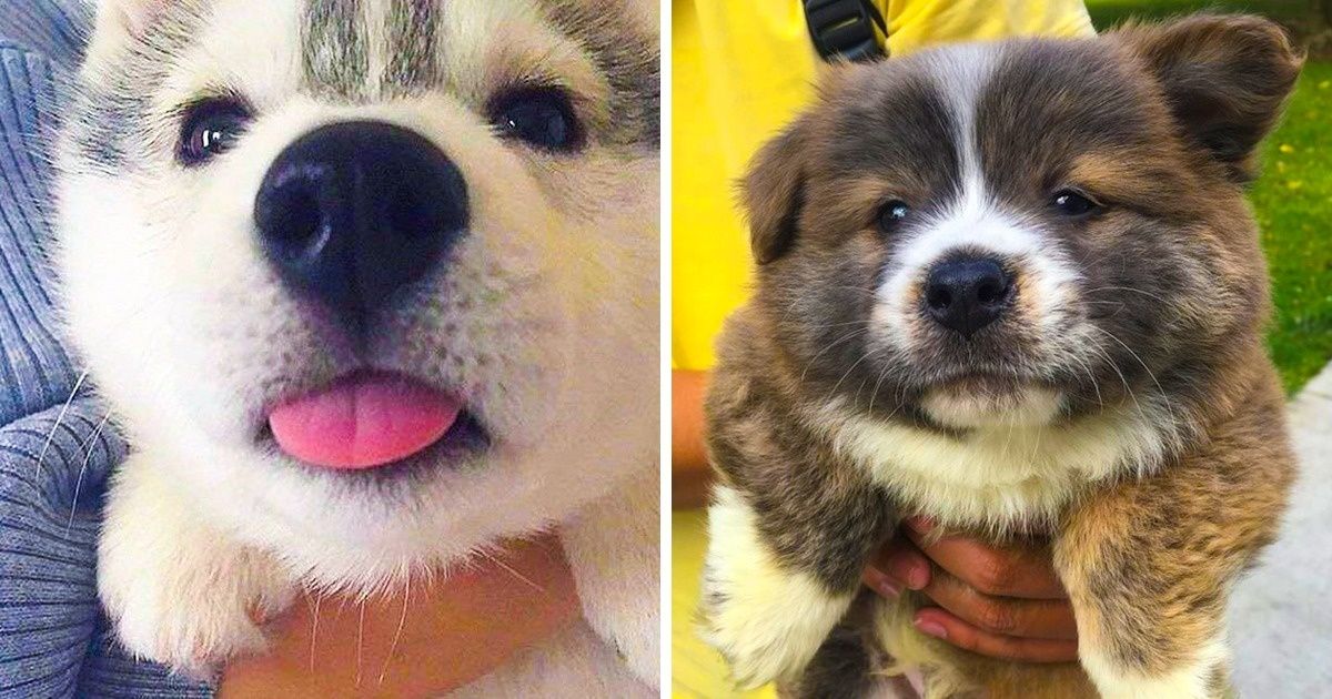 20 Animais que não poderiam ser mais fofos