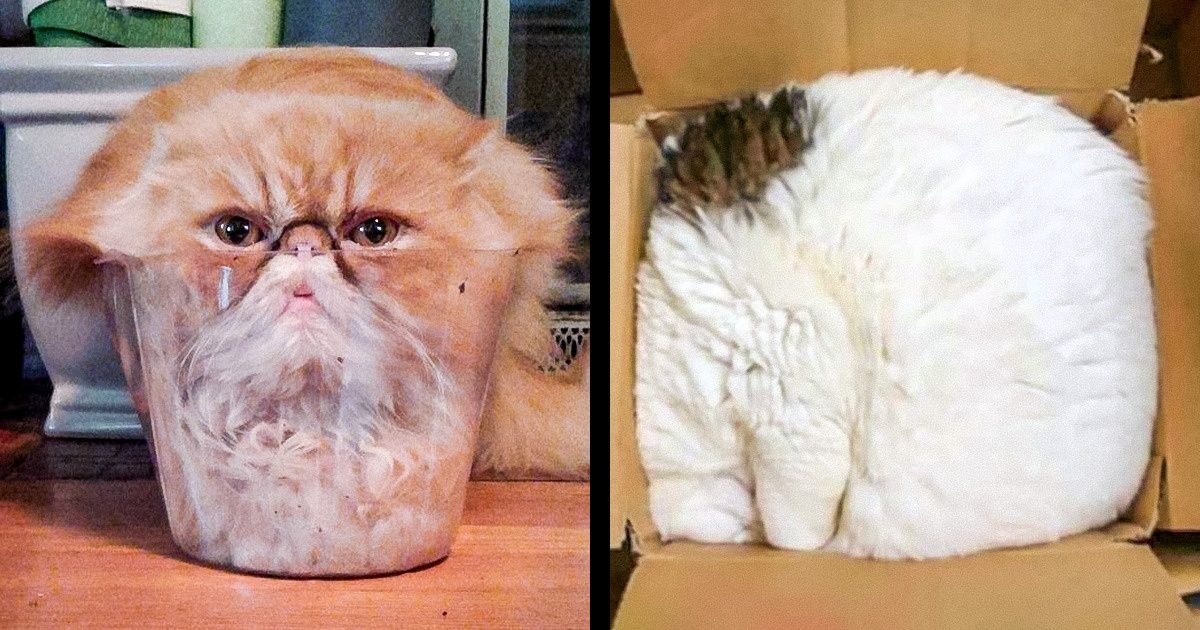 23 Fotografias que mostram que os gatos cabem em qualquer lugar