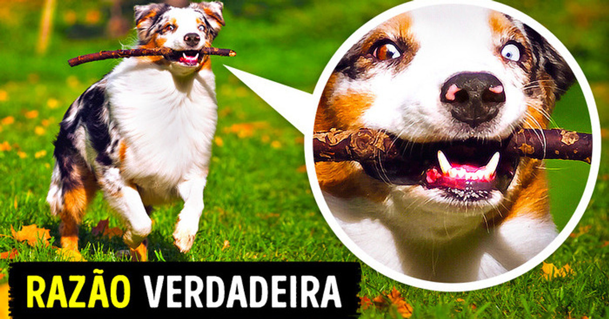21 Comportamentos caninos que agora nós conseguimos entender
