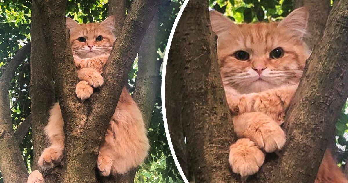 15 Fotos de gatos, provas de que nunca conseguiremos entendê-los