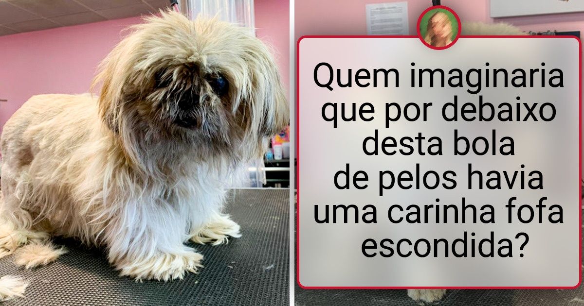 20 Vezes em que a tosa revelou uma carinha fofa por debaixo de uma bola de pelos 20 Vezes em que a tosa revelou uma carinha fofa por debaixo de uma bola de pelos