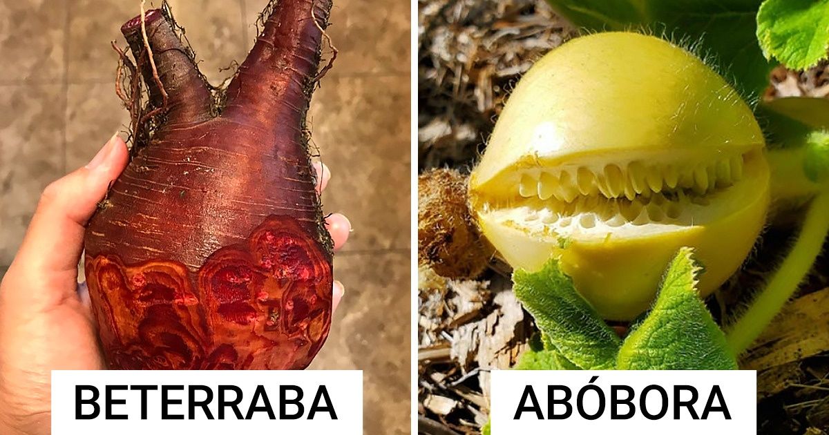 20 Provas de que a natureza é uma verdadeira fonte de criatividade