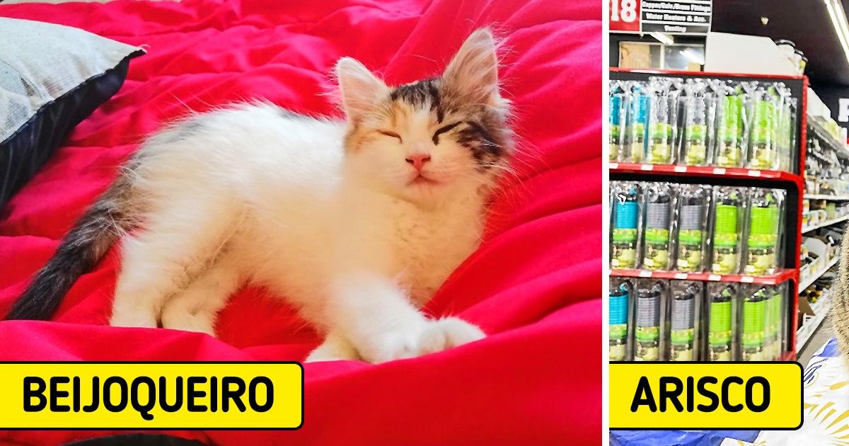 13 Fatos que contrariam rumores e provam que gatos são supercomunicativos e cheios de amor para dar 13 Fatos que contrariam rumores e provam que gatos são supercomunicativos e cheios de amor para dar