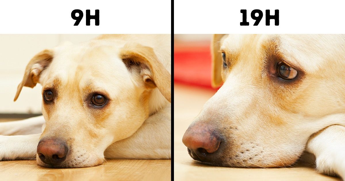 12 Erros típicos que reduzem significativamente a vida de animais de estimação