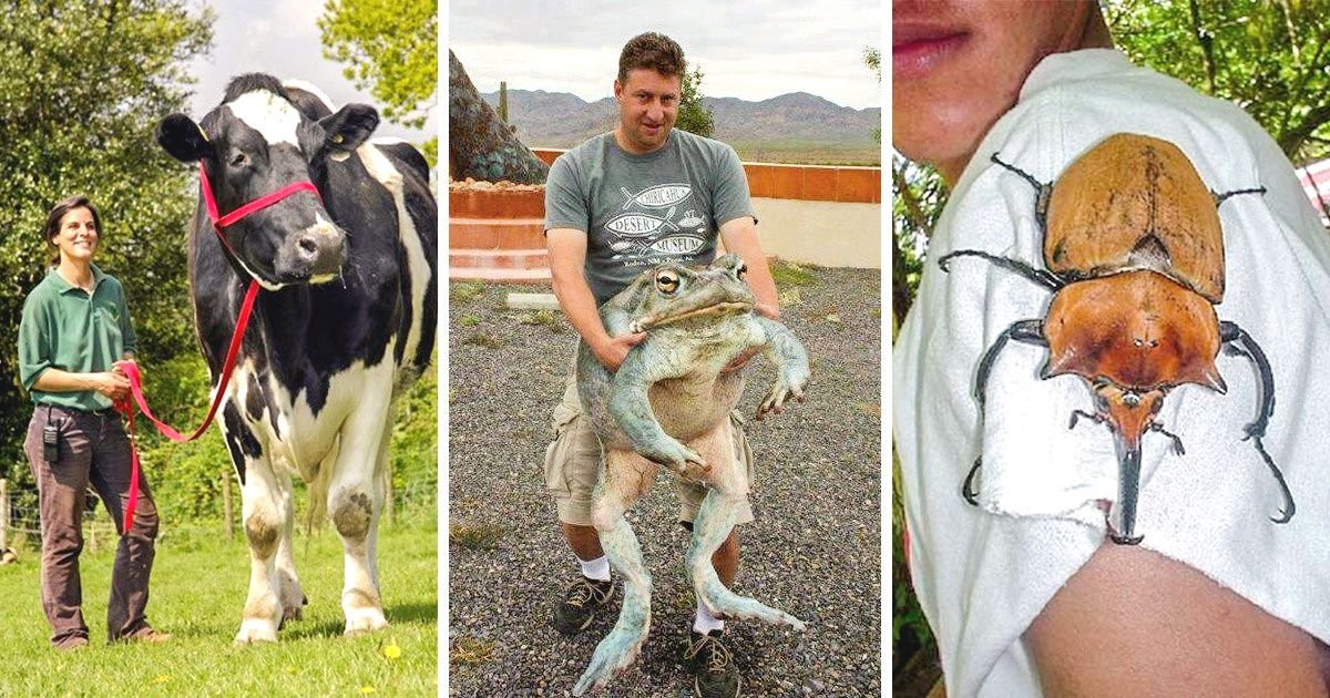 20+ Animais tão grandes que não parecem reais