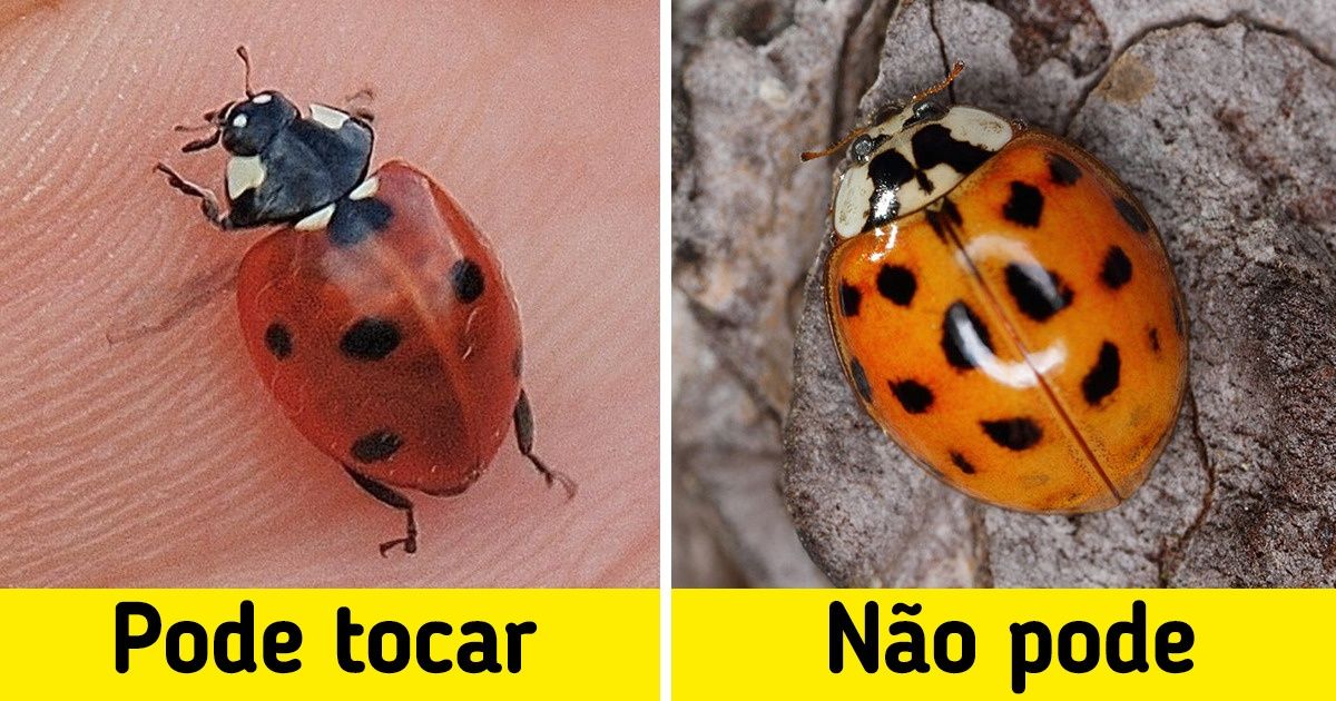 14 Criaturas que não estamos acostumados a temer, mas deveríamos 14 Criaturas que não estamos acostumados a temer, mas deveríamos