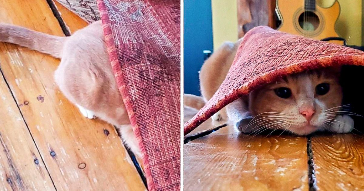20 Pets que estão convencidos de que conseguiram se esconder bem 20 Pets que estão convencidos de que conseguiram se esconder bem