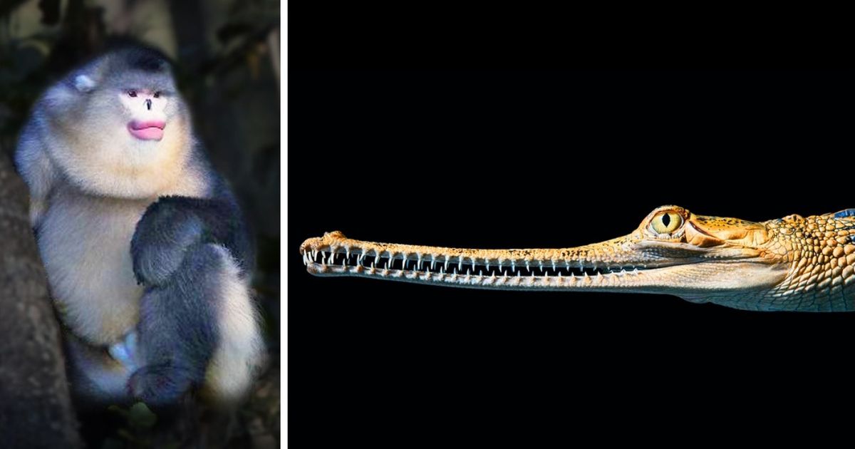 Imagens emocionantes de animais em vias de extinção