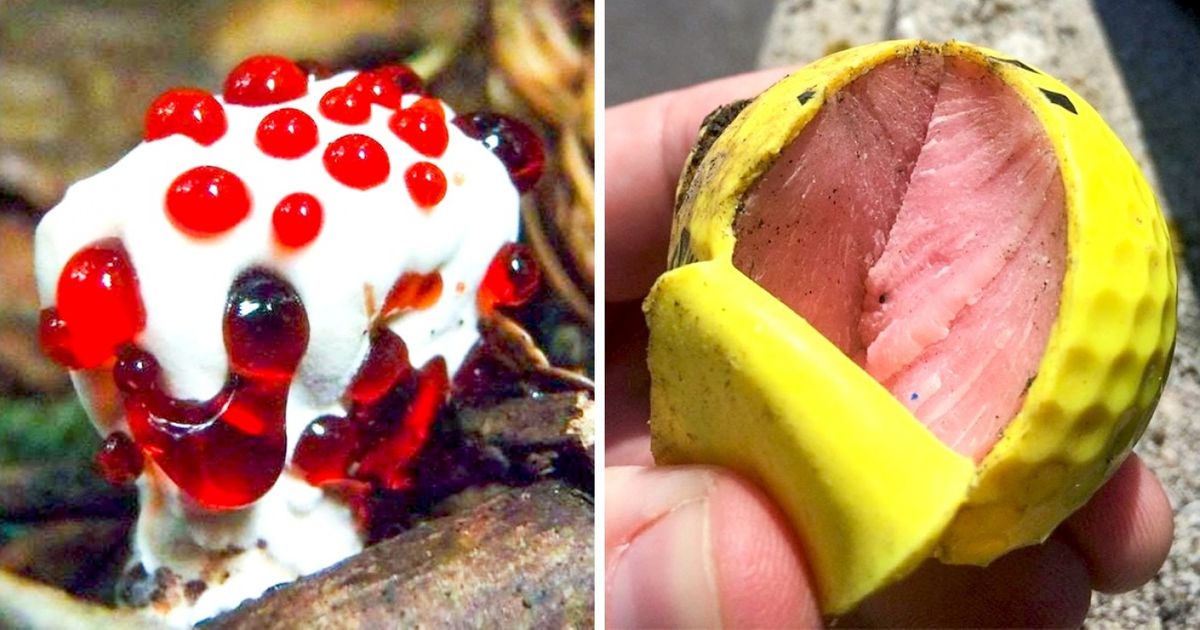 20 Objetos que demonstram que seu cérebro só pensa em comida 20 Objetos que demonstram que seu cérebro só pensa em comida