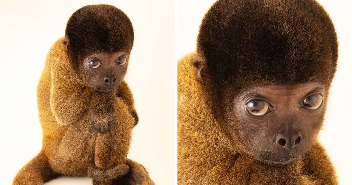 20+ Animais que são a prova viva de que a natureza também sabe quebrar padrões 20+ Animais que são a prova viva de que a natureza também sabe quebrar padrões