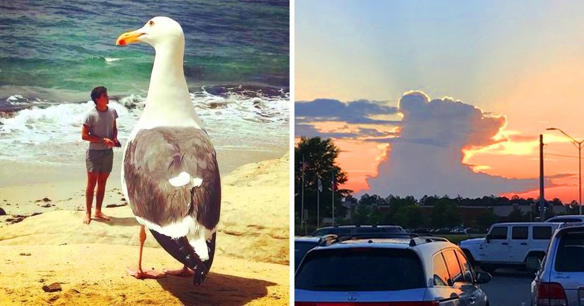 23 Fotos que vão fazer você duvidar do que está vendo