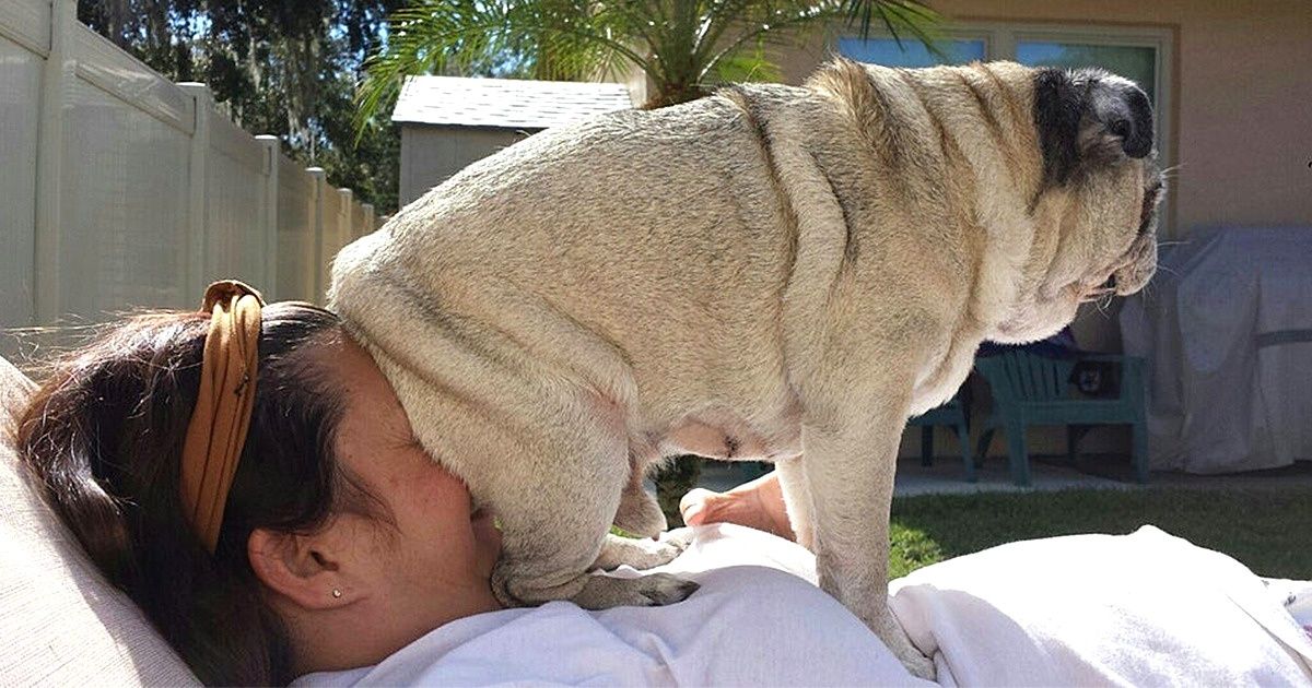 20 Animais que perderam o senso do ridículo 20 Animais que perderam o senso do ridículo