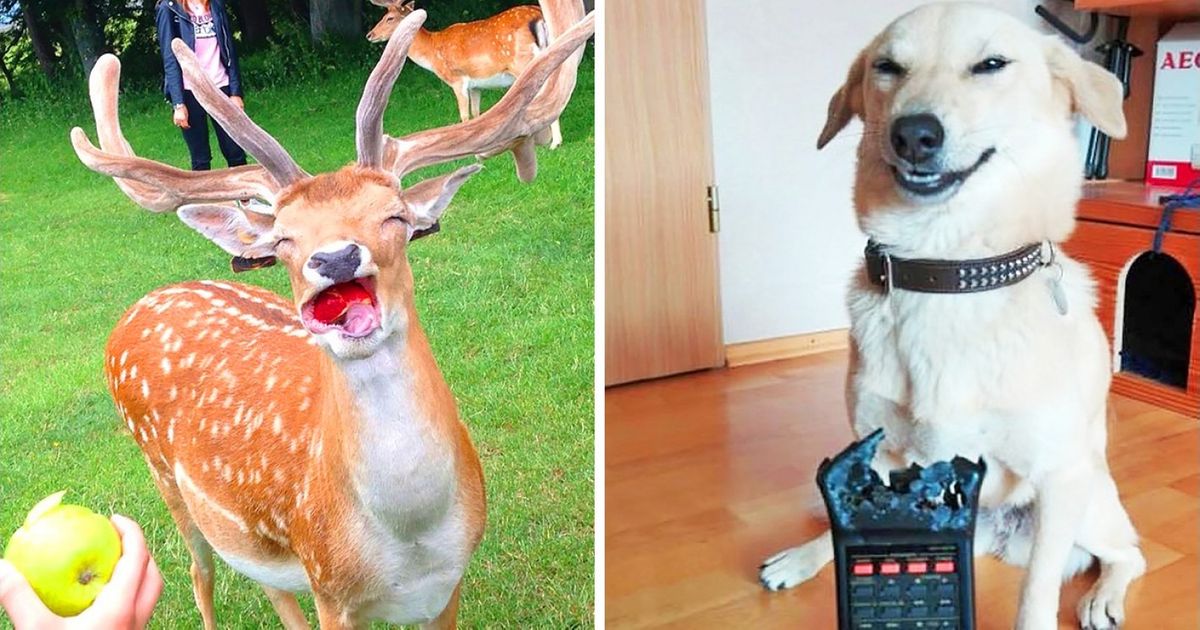 18 Animais que souberam posar para uma foto perfeita