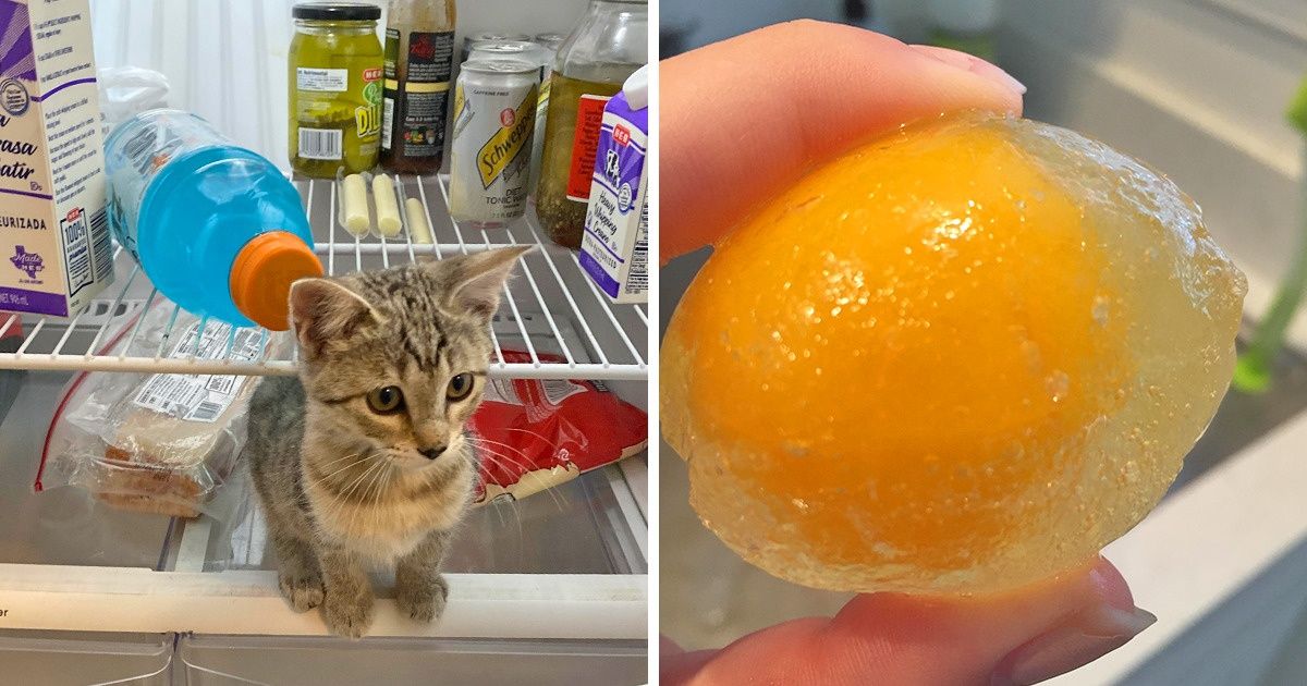 20 Provas de que a gente nunca sabe o que pode encontrar dentro da geladeira