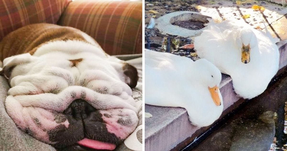 20+ Animais “cansaditos” que parecem estar derretendo 20+ Animais “cansaditos” que parecem estar derretendo