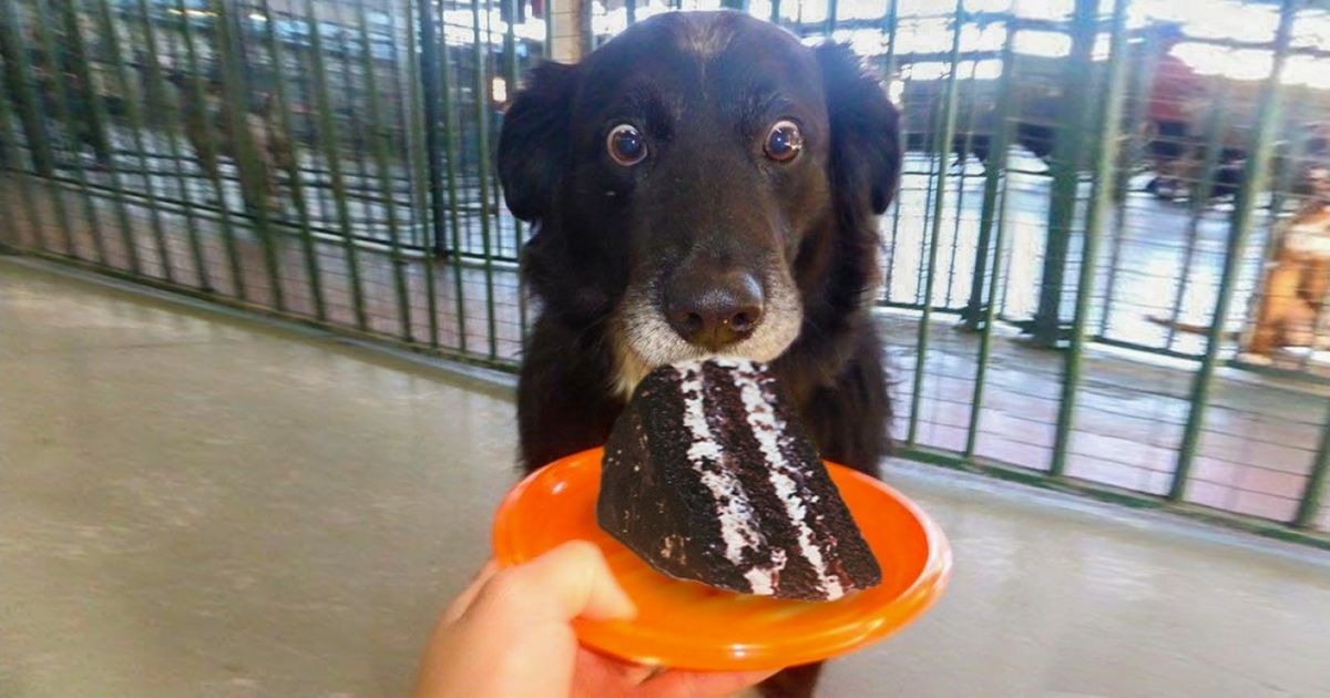 Conheça 10 coisas perigosas para o seu animal de estimação Conheça 10 coisas perigosas para o seu animal de estimação