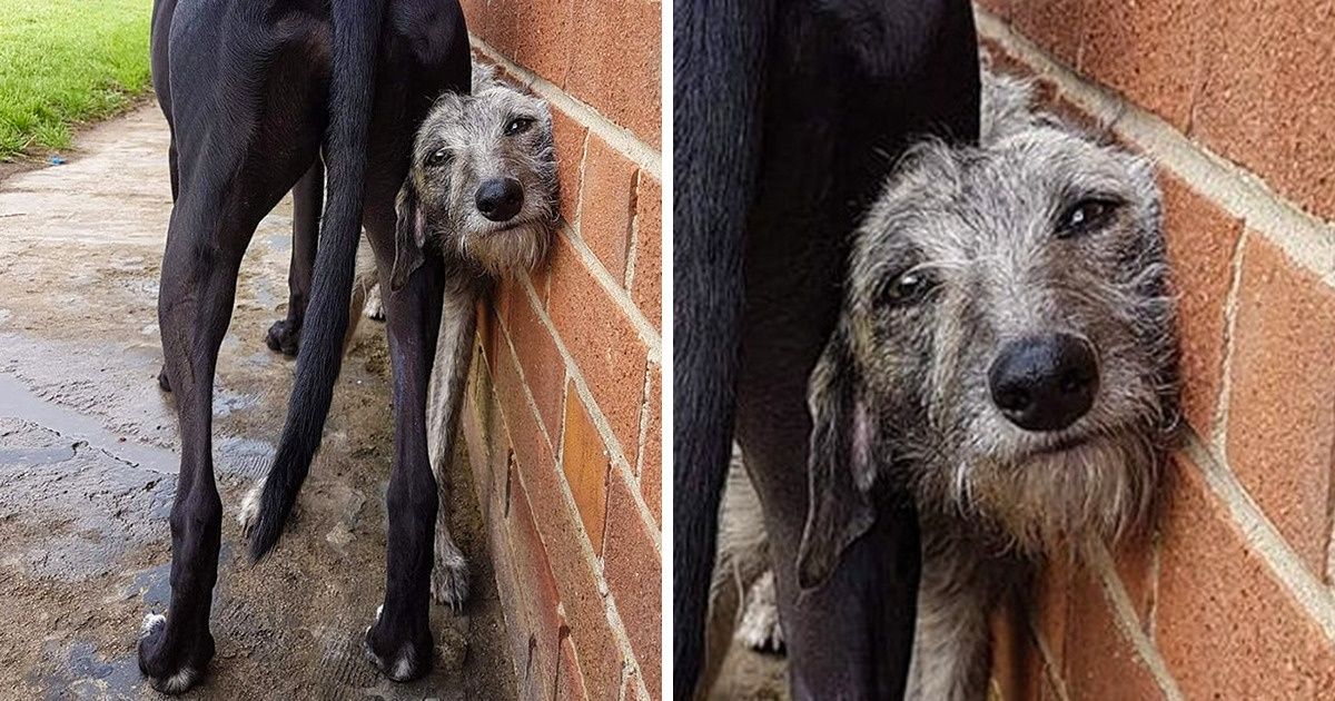 20+ Fotos de pets que nos causaram muitas dúvidas sobre seu comportamento 20+ Fotos de pets que nos causaram muitas dúvidas sobre seu comportamento