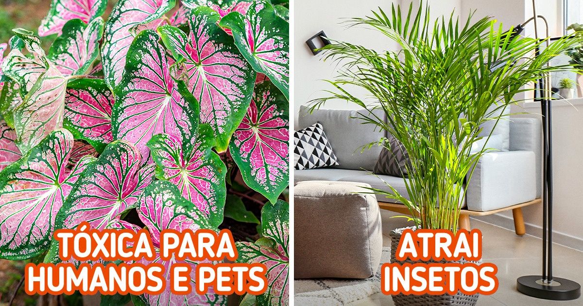 7 Plantas para ambientes internos que podem representar perigo para seu lar 7 Plantas para ambientes internos que podem representar perigo para seu lar