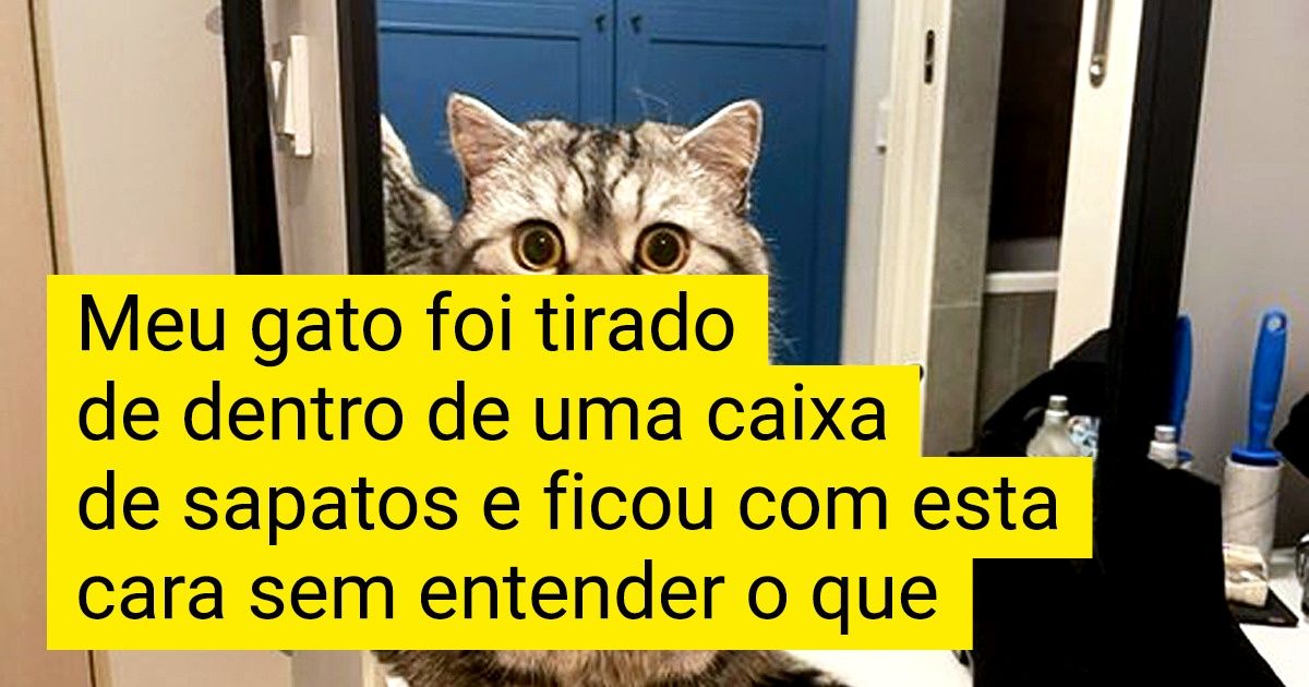 18 Animais de estimação que alcançaram o nível máximo na arte de fazer cara de indignação