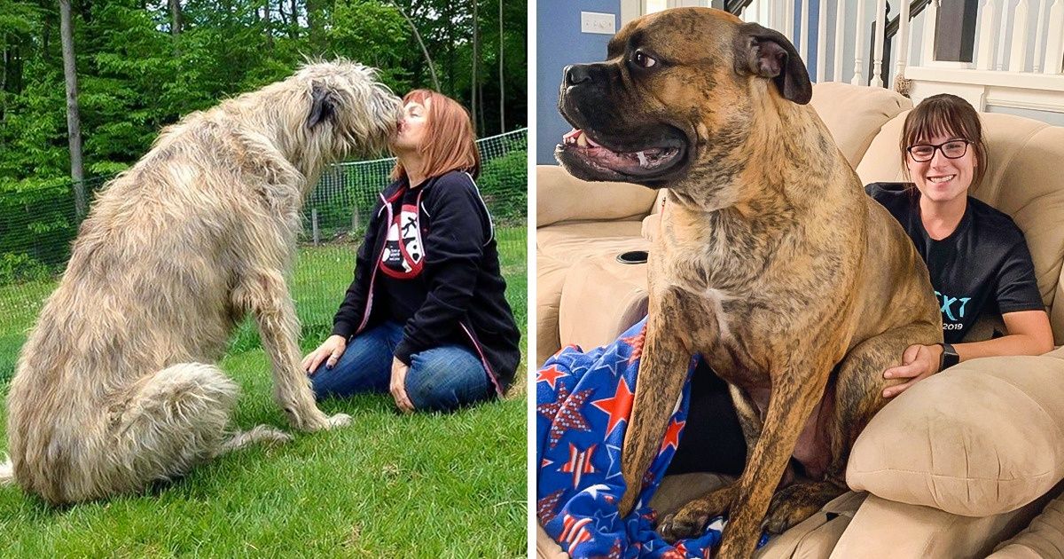 11 Raças de cachorros que são conhecidas como gigantes do mundo canino 11 Raças de cachorros que são conhecidas como gigantes do mundo canino