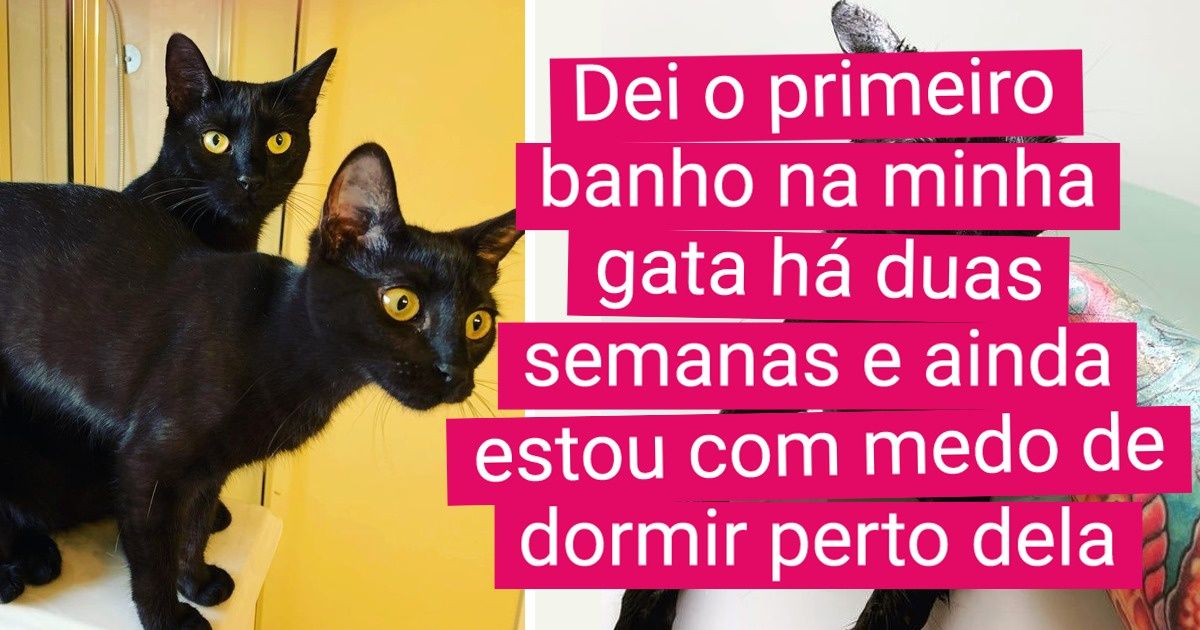 19 Fotos comprovam que alguns animais ficam completamente diferentes durante e após o banho