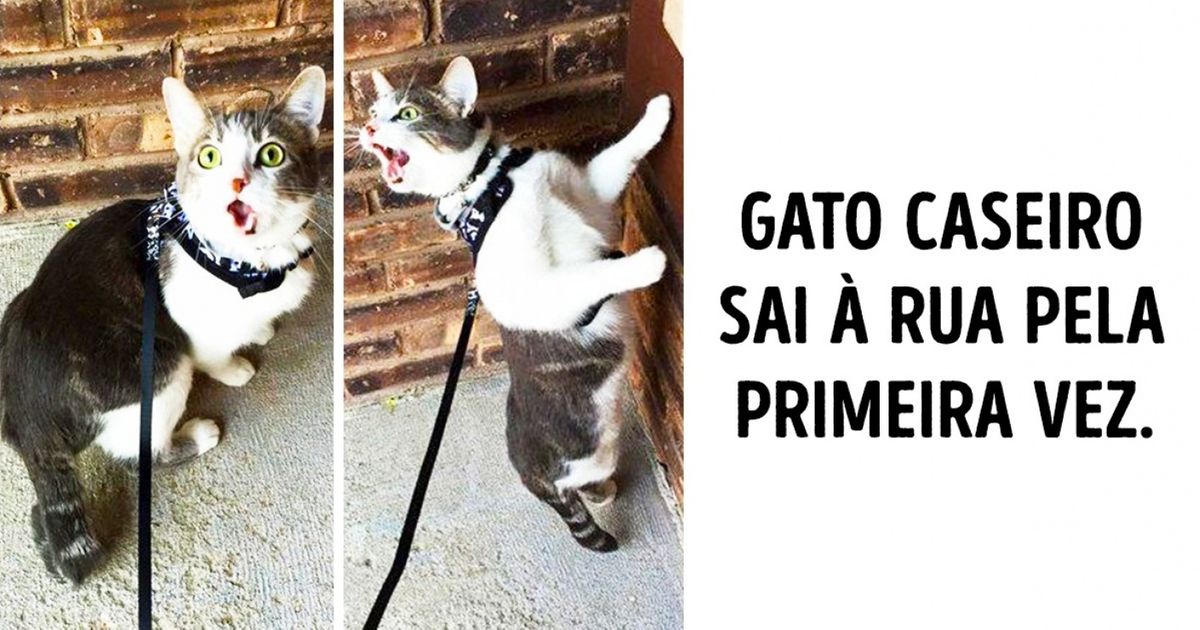 20 Animais que fizeram algo pela primeira vez e conquistaram a web com sua reação