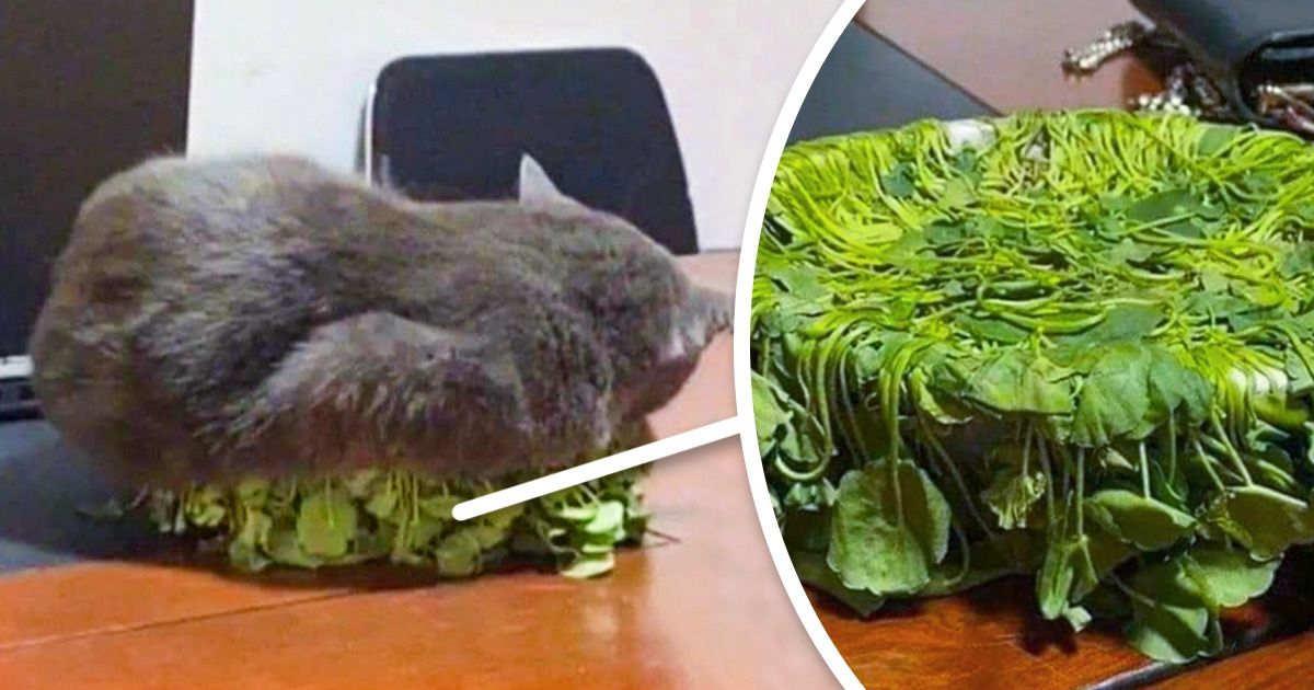 19 Animais de estimação cujas traquinagens excederam todos os limites 19 Animais de estimação cujas traquinagens excederam todos os limites