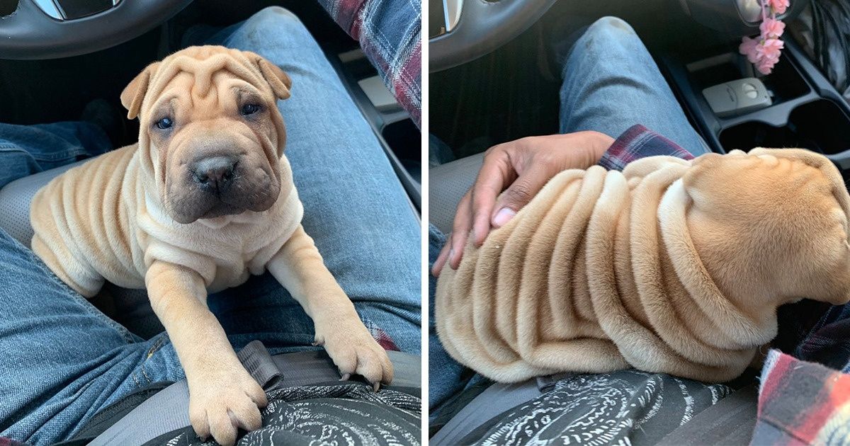 20+ Fotos que são um grande “sim” para aqueles que se perguntam: “devo adotar um cachorro?”