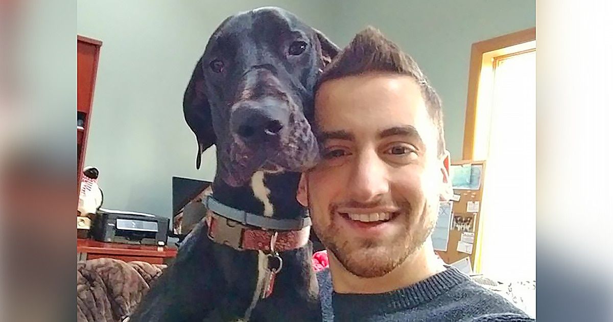 18 Dogues alemães que mostram que gigantes também podem ser fofos