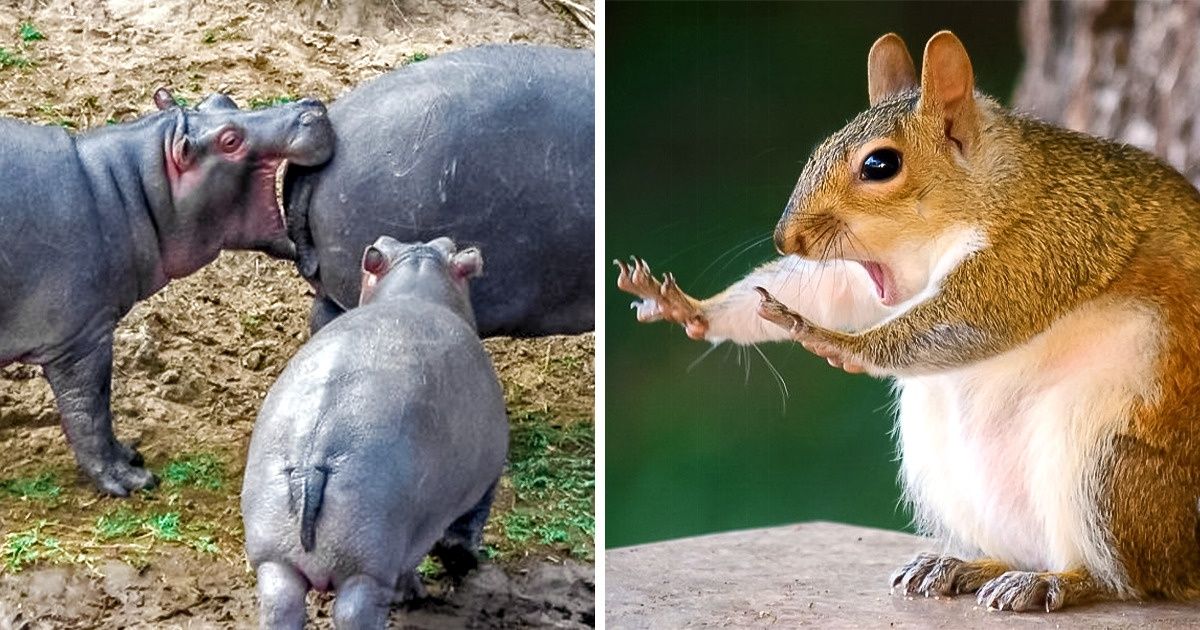As 19 melhores fotos do Comedy Wildlife Photography Awards 2018