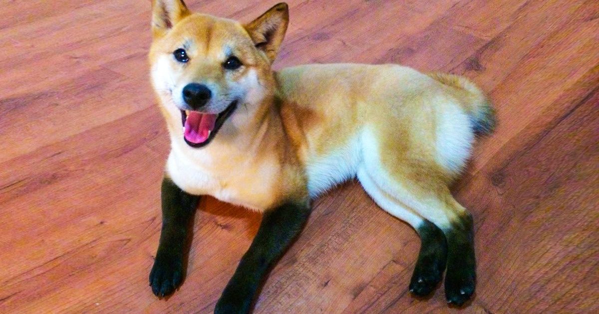 18 Animais que são verdadeiros caprichos da natureza 18 Animais que são verdadeiros caprichos da natureza