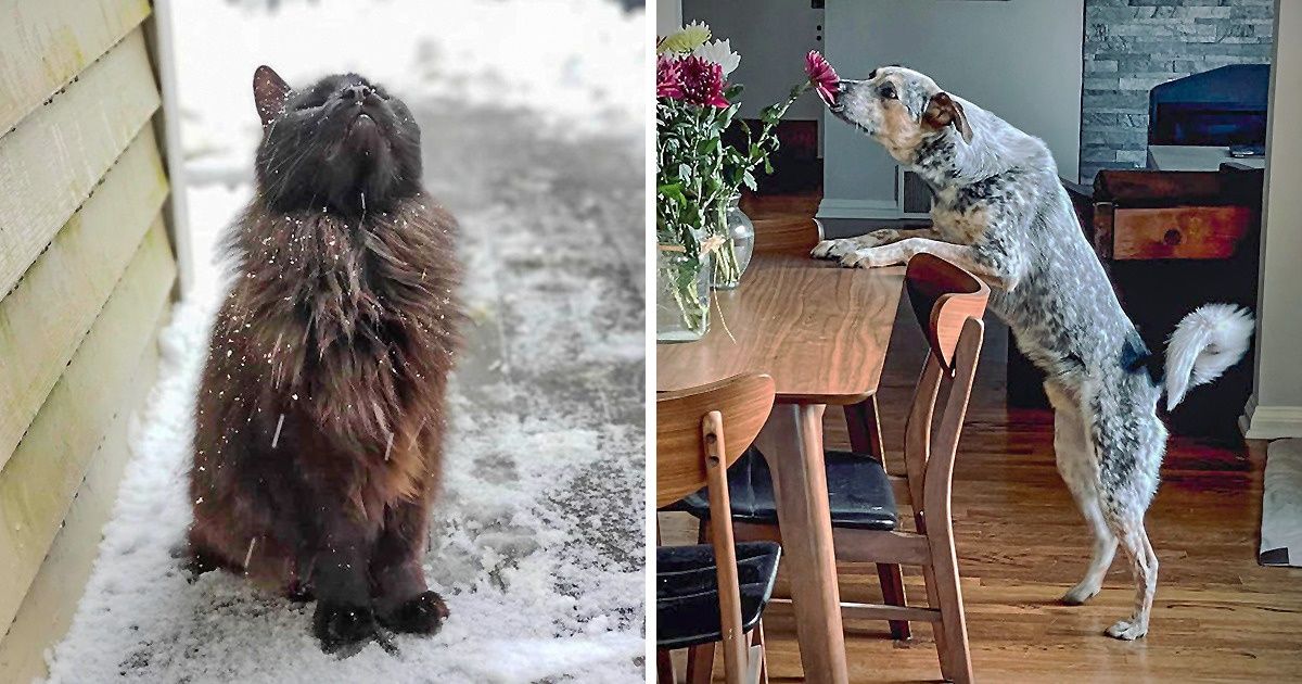 20+ Fotos de pets que poderiam ser emolduradas e expostas nos mais renomados museus