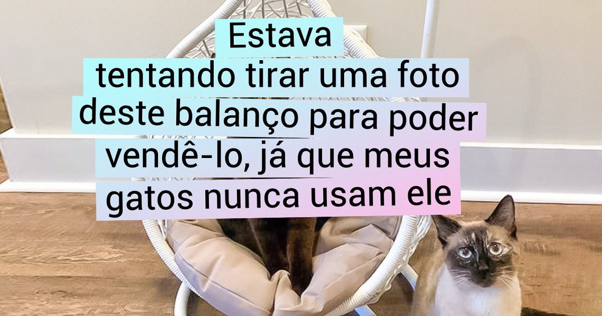 15+ Gatos engenhosos que se uniram para assumir o controle da casa