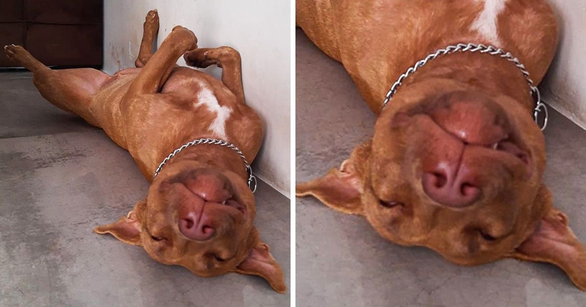 20 Seguidores mostraram, em imagens, o motivo pelo qual não confiam em seus cachorros para vigiar a casa 20 Seguidores mostraram, em imagens, o motivo pelo qual não confiam em seus cachorros para vigiar a casa