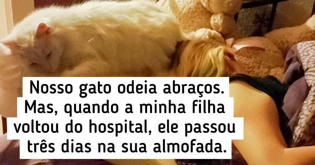 18 Fotos que você deve mostrar quando alguém disser que os gatos não são leais como os cães 18 Fotos que você deve mostrar quando alguém disser que os gatos não são leais como os cães