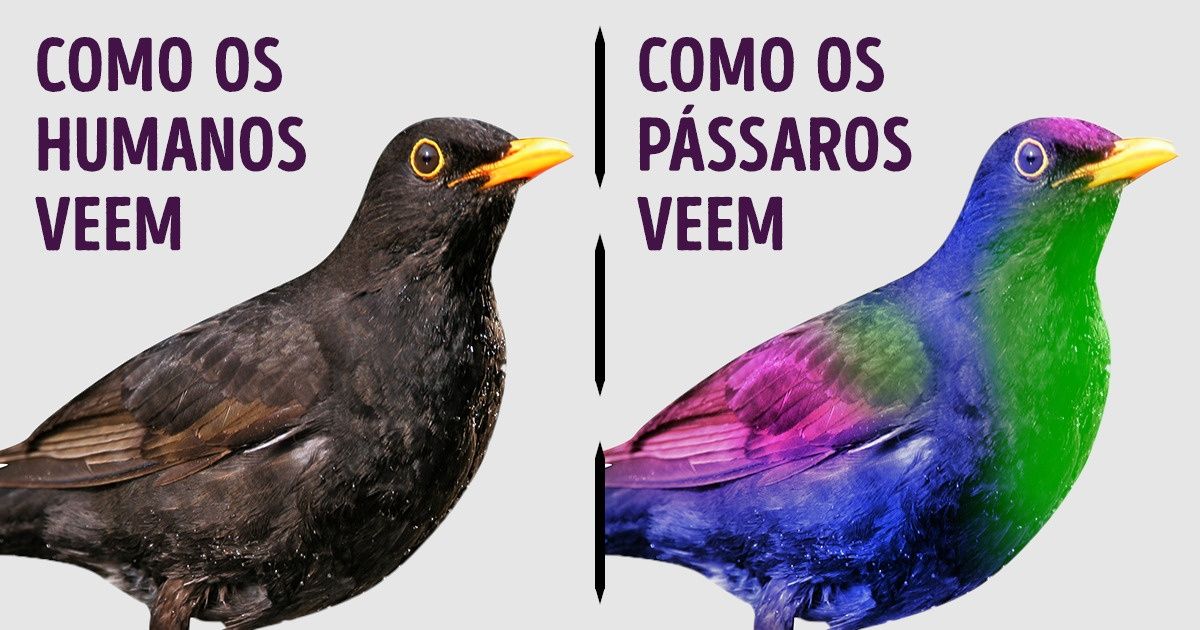 20+ Curiosidades intrigantes que farão com que você pule da cadeira 20+ Curiosidades intrigantes que farão com que você pule da cadeira