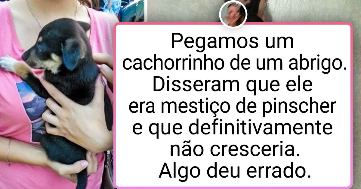 20+ Provas que os cachorros grandes são feitos para pessoas com corações enormes